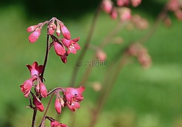 花,紅色,春天