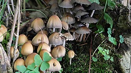 森林蘑菇,蘑菇,森林的地面