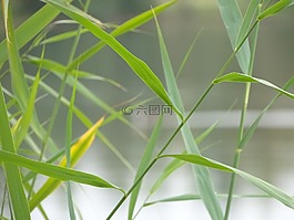 草,草地,刀片