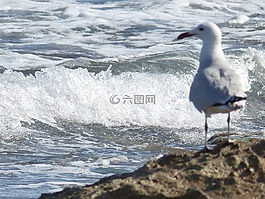 馬洛卡,海鷗,地中海