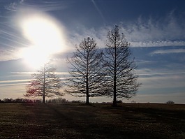 樹,分支機(jī)構(gòu),天空