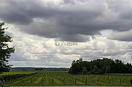 葡萄園,葡萄,葡萄酒