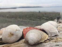 海,貝殼,海洋