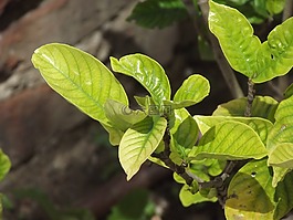 植物,性質(zhì),植物區(qū)系