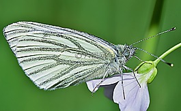 性質(zhì),蝴蝶,花園