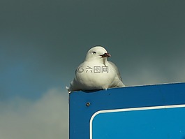 鳥,牌,跡象