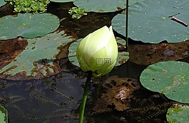 芽,花,蓮花