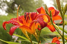 百合,黃花菜,新鮮