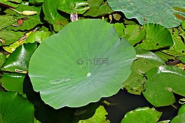 荷葉,一滴水,滴