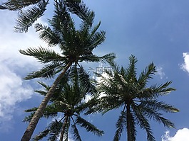 棕櫚樹,天空,假期