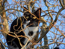 貓,隱藏,動物