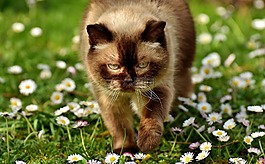 英国短毛猫,猫,mieze