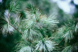 自然,植物,conifere