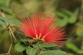 粉扑,calliandra 荷花,花