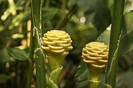 姜科植物,姜,spectabile