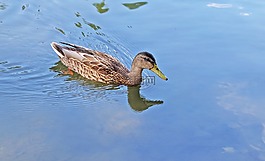 野鴨,水,鳥