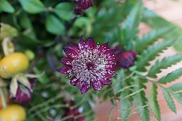 鲜花,斯特劳斯,绿色