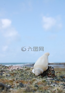 納,海,貝殼