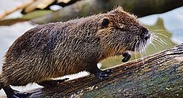 海貍鼠,wildpark 地點,嚙齒動物
