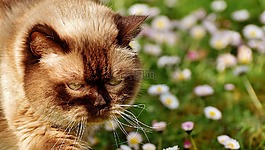 英国短毛猫,猫,mieze
