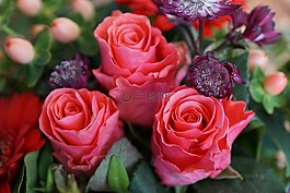 玫瑰,鮮花,斯特勞斯