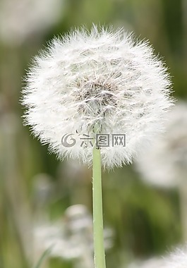 蒲公英,廠,草地