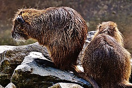 海貍鼠,wildpark 地點(diǎn),嚙齒動(dòng)物