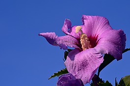 芙蓉,開花,花