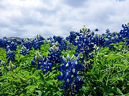 自然,植物,花
