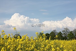 油菜,油菜籽場(chǎng),黃色