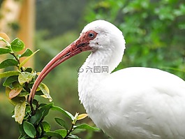 鳥,鳥嘴,動物