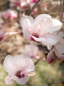 玉蘭,花,春天