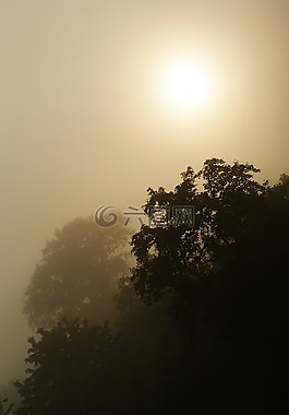 樹(shù),側(cè)影,太陽(yáng)
