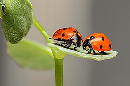 瓢蟲,bug,昆蟲