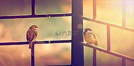 鳥,動物,坐