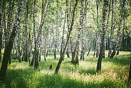 森林,birch,樺木