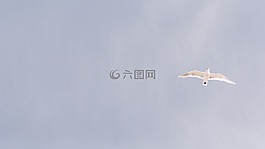 天空,鳥,鴿子