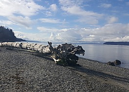 漂流木,海灘,自然