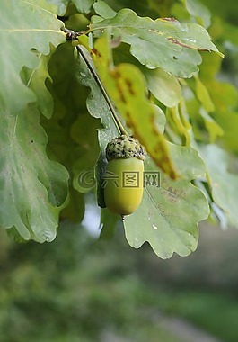 葉子,廠,性質(zhì)