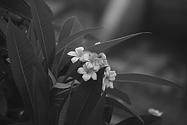 花,黑色和白色,攝影