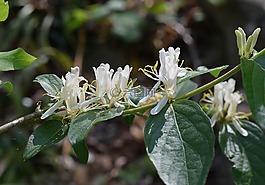 茉莉花,花,開花
