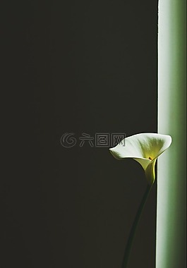 花,植物,白