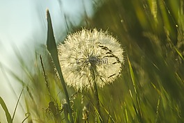 蒲公英,草,光線
