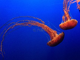 海蜇,果凍,魚(yú)