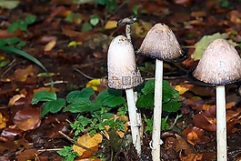 秋季,蘑菇,森林