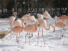 火烈鳥,鳥,動物園