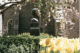 鮮花,花園,黃色