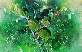 橡木,橡子,樹(shù)
