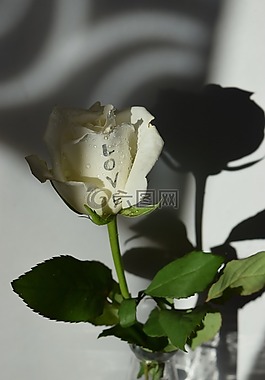 玫瑰,白,愛情