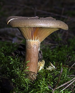 蘑菇,森林,苔